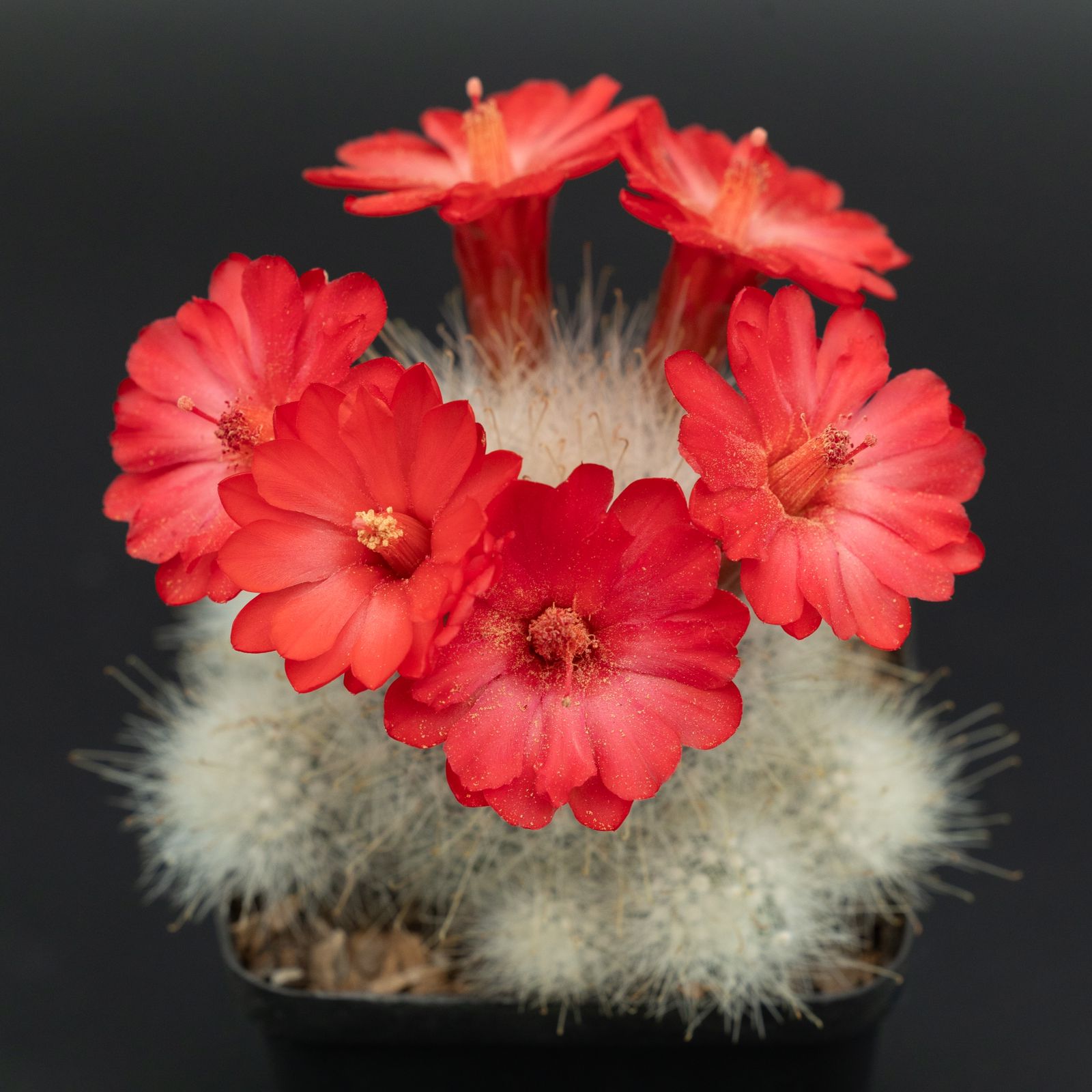 mammillaria senilis 10cm flower close up
