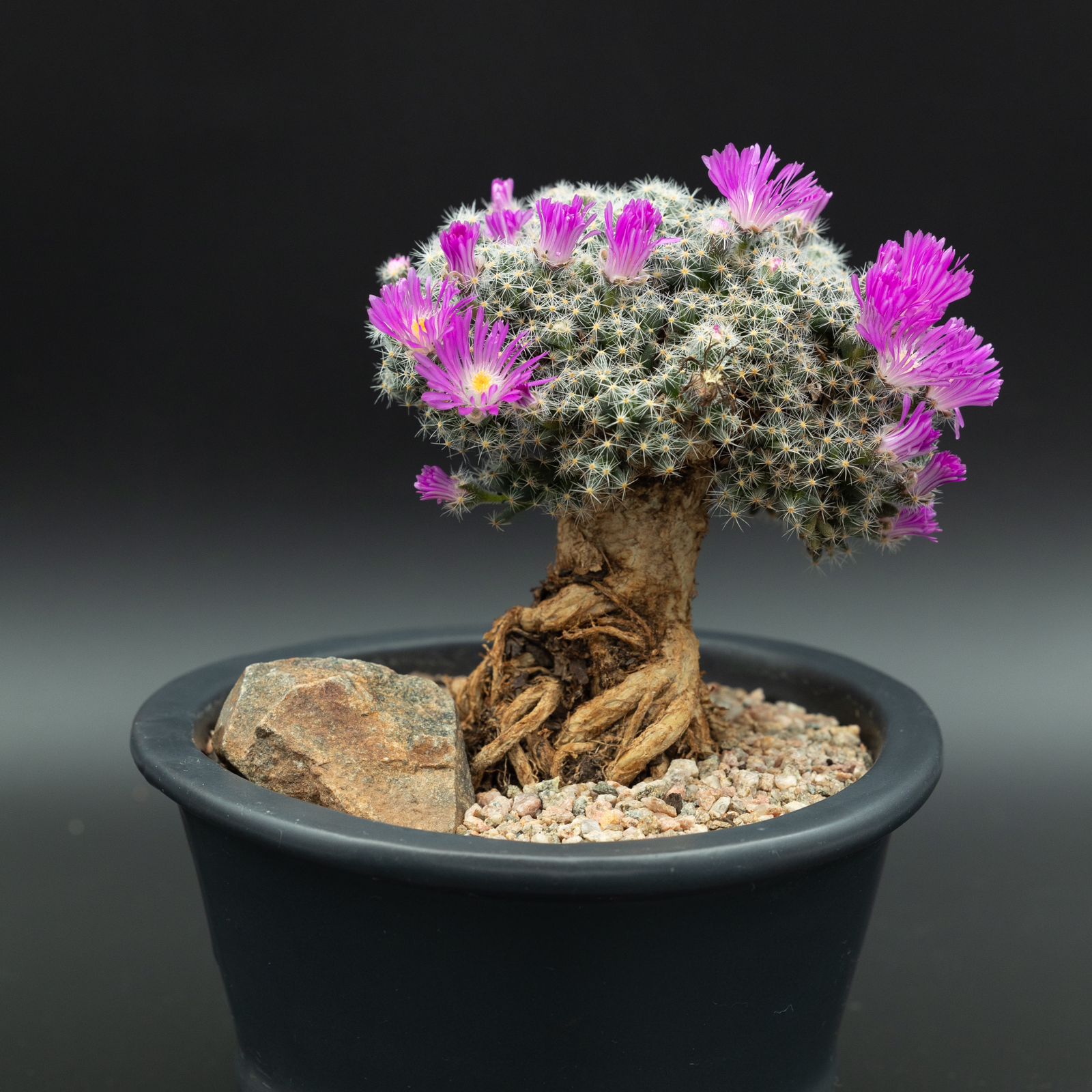 trichodiadema bonsai size 8