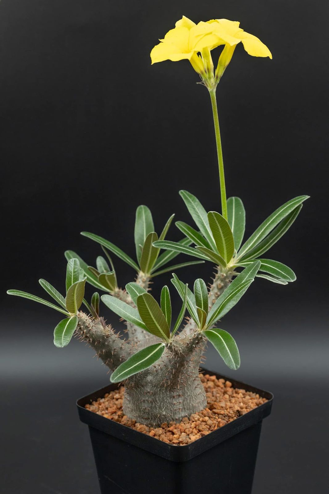 Pachypodium rosulatum 12cm flower