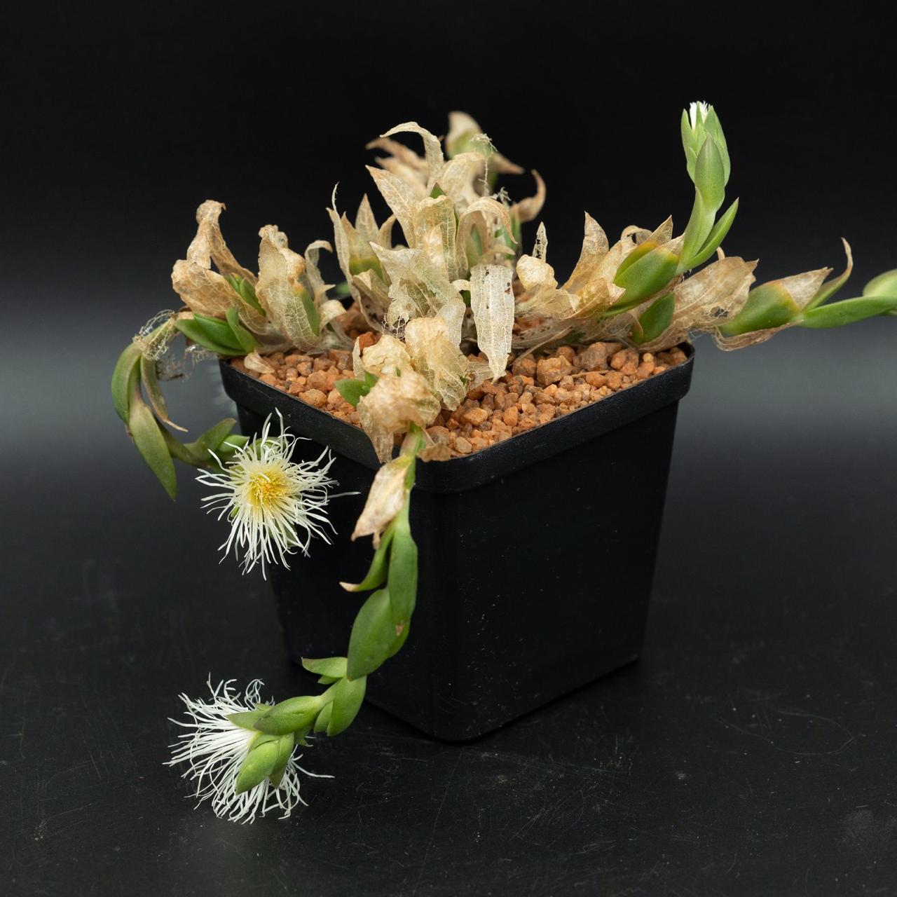 sceletium tortuosum 8cm