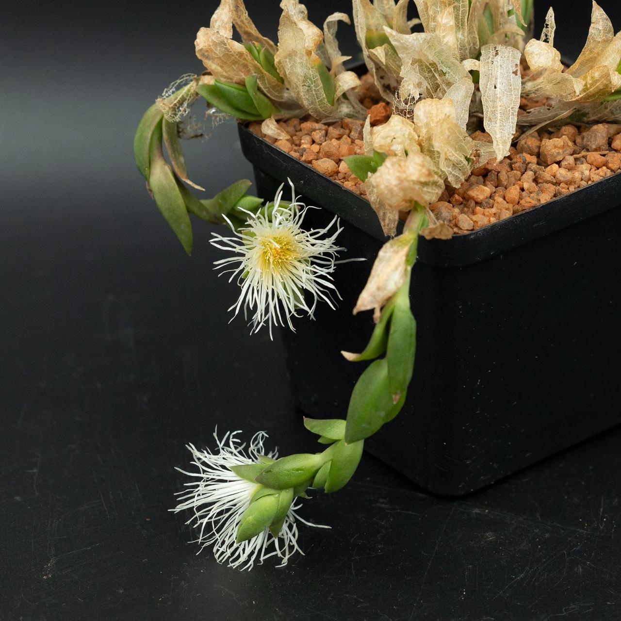 sceletium tortuosum flower