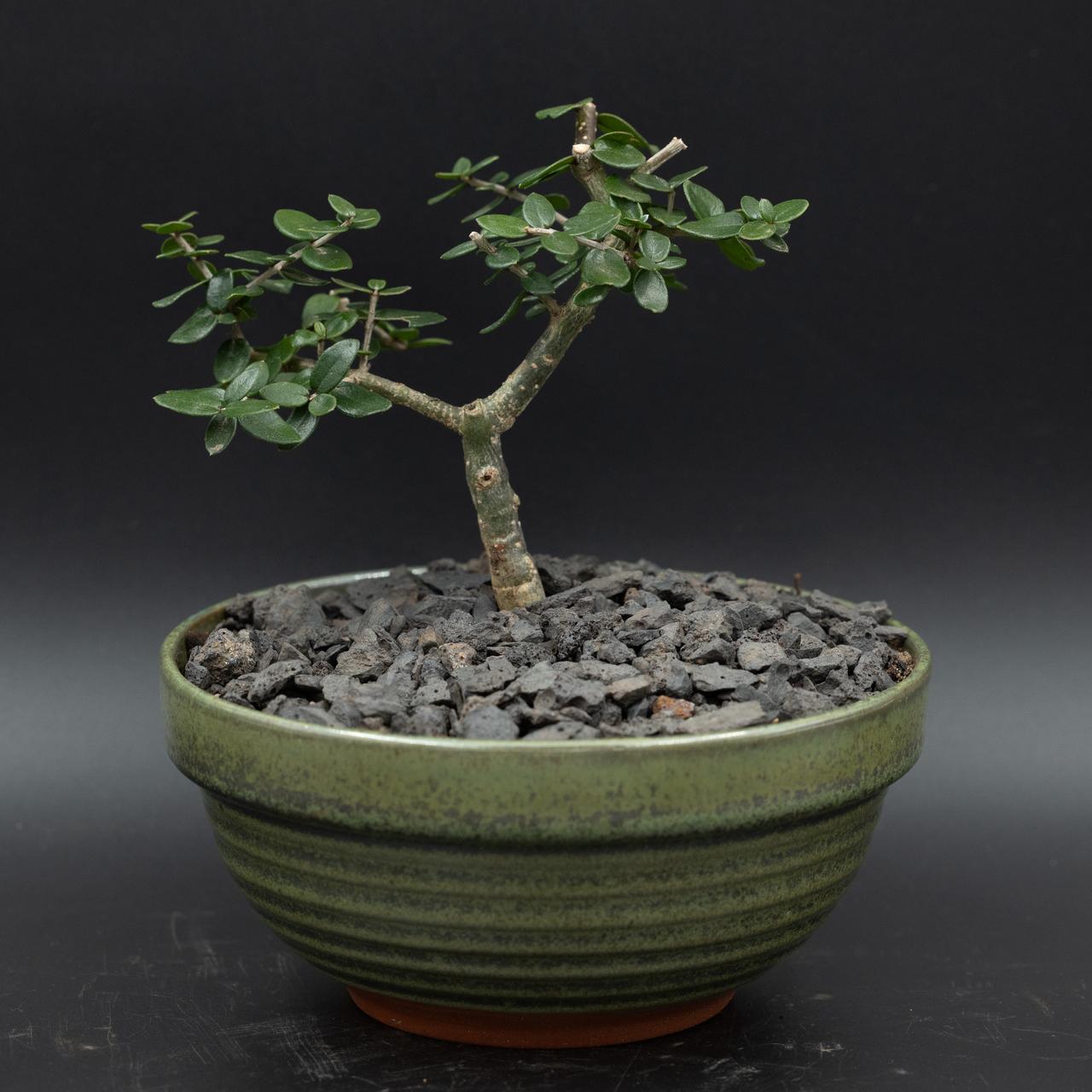 Size 1 bonsai Olea africana fero ceramics ring growing pot No1