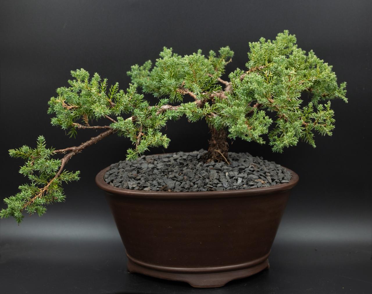 size 13 bonsai juniperus procumbens nana semi cascade C4 bulbosum pot